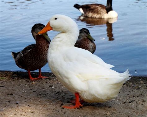 Pekin Duck: Complete Breed Guide - Raising Ducks