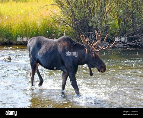 Bull Moose In Shedding Velvet Antlers Crossing The Fish Creek Stock Photo, Royalty Free Image ...