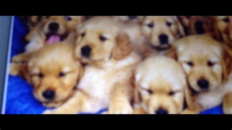 Photo de chiens et chats mignons - YouTube