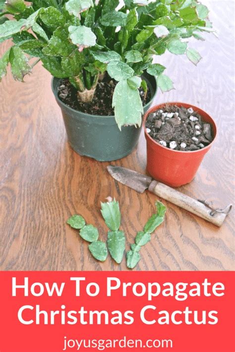 How To Propagate Christmas Cactus By Stem Cuttings | Christmas cactus plant, Plants, Christmas ...