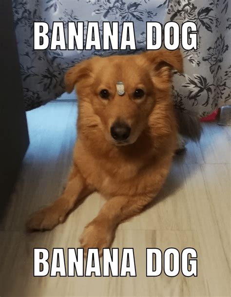 Banana Dog : r/memes