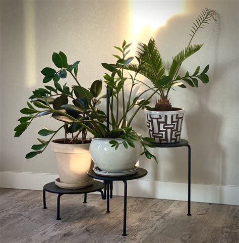 How to Keep Your Plants Thriving - Ficus Boutique