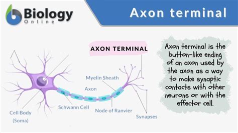 Axon terminal - Definition and Examples - Biology Online Dictionary