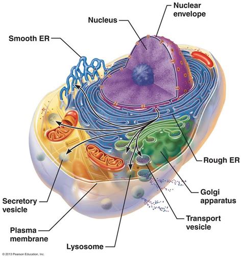 Endomembrane system - بحث Google‏ | Pearson education, Plasma membrane, Endomembrane system