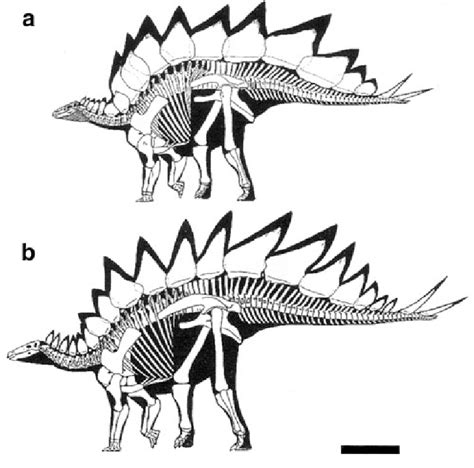 Skeletal reconstructions of two Stegosaurus species (at same scale of ...