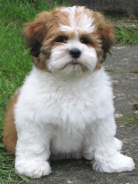 Lhasa Apso Breed Guide - Learn about the Lhasa Apso.