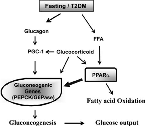 Regulation of gluconeogenic gene expression. A proposed model of the... | Download Scientific ...