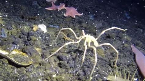 Humongous Sea Spiders From Antarctica Baffle Scientists | IFLScience