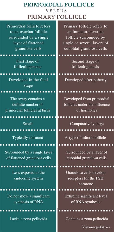 Difference Between Primordial Follicle and Primary Follicle | Definition, Development, Anatomy