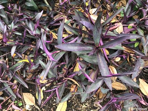 Purple Heart Plant (Tradescantia Pallida): Grow and Care Tips | Florgeous