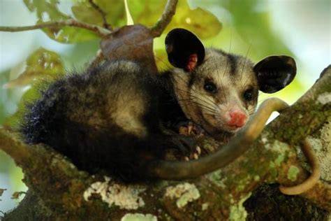 60+ Opossum Pouch Stock Photos, Pictures & Royalty-Free Images - iStock