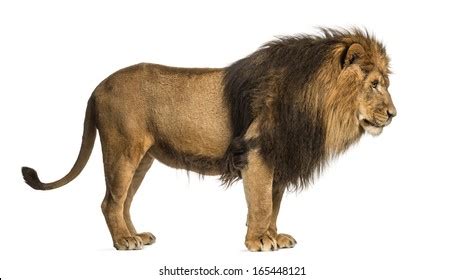 12,855 Lion Side Images, Stock Photos, and Vectors | Shutterstock