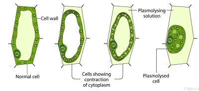 PLASMOLYSIS - EKUL EDUCATION