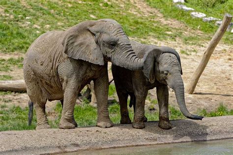 Camping proche du Zoo de Beauval - Lodges de Blois-Chambord