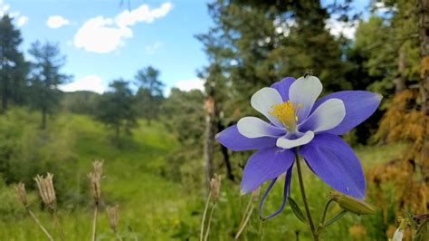 The Columbine flower: Colorado, USA's state flower growing in it's wild habitat. [4032×2068] : r ...