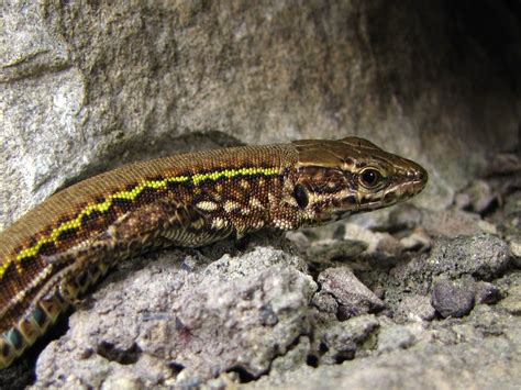 The Natural Stone: Ventnor Wall Lizards