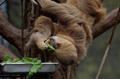 Feeding Time At The Zoo Photograph by Chris Mcmannes - Fine Art America