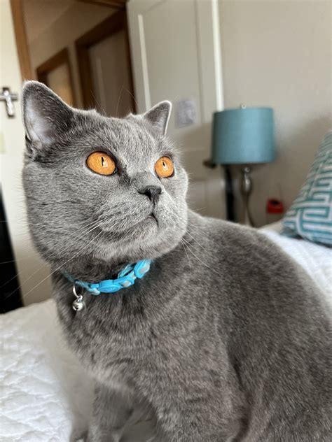 British Shorthair Cats For Sale | Loomis, CA #429085