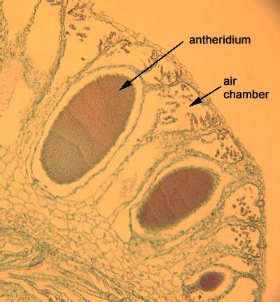 Biology 321 - UBC