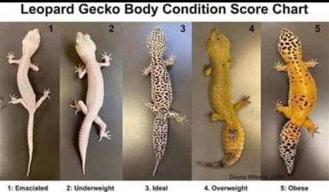 Leopard Gecko Habitat Chart