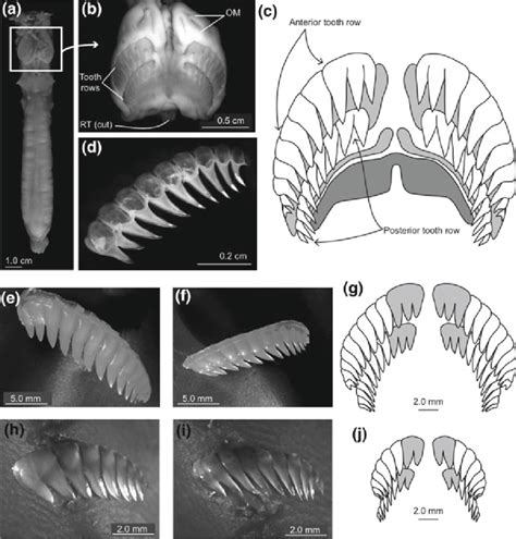 6 Dentition of the hagfish. a Photograph of the feeding apparatus of a ...