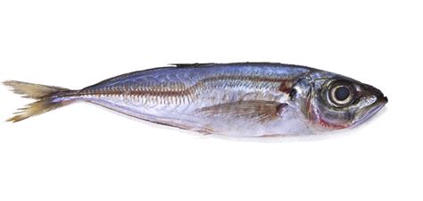 Horse Mackerel - Killybegs Seafood