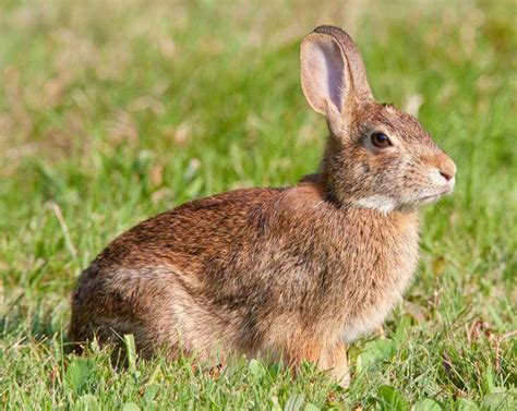 Cottontail Rabbit | The Biggest Animals Kingdom