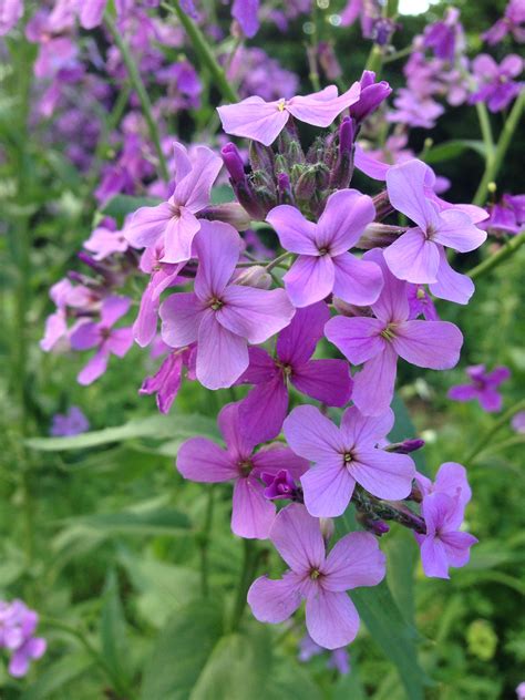 Cute purple flowers | Purple flowers, Beautiful pictures, Flowers