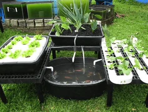 How To Build A Cheap DIY Backyard Aquaponics System! 4 | Backyard aquaponics, Aquaponic ...