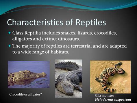 Characteristics Of Reptiles - Papirio