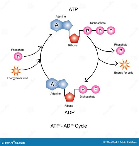 Phosphorylation ATP, ADP Cycle With Detailed Process Stages Outline ...