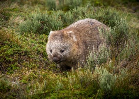 Meet the giant wombat relative that scratched out a living in Australia ...