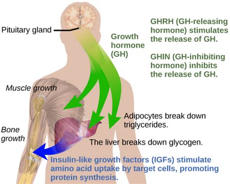 37.3E: Hormonal Regulation of Growth - Biology LibreTexts