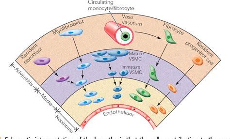 [PDF] Role of the adventitia in pulmonary vascular remodeling. | Semantic Scholar