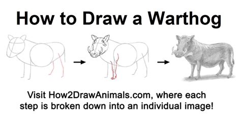 Learn how to draw a warthog in graphite pencil #graphitepencil #howtodraw #animaldrawings # ...