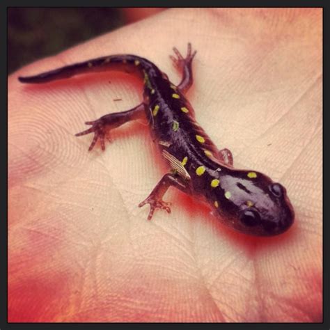 Baby Salamander found in my sister's backyard. Niantic, CT. Taken by Devon Youngclaus. | Blank ...