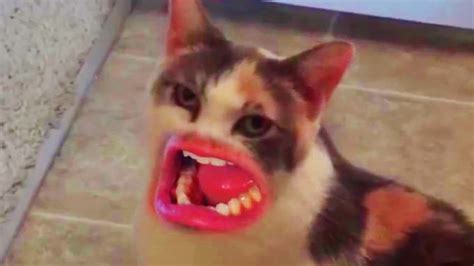 Cat Talking With Human Mouth – Funny Cat Videos | World Cat Comedy