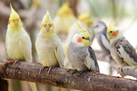 10 Cockatiel Varieties & Color Mutations (With Pictures)