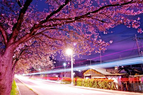 Japan Cherry Blossom Wallpapers - Top Free Japan Cherry Blossom Backgrounds - WallpaperAccess