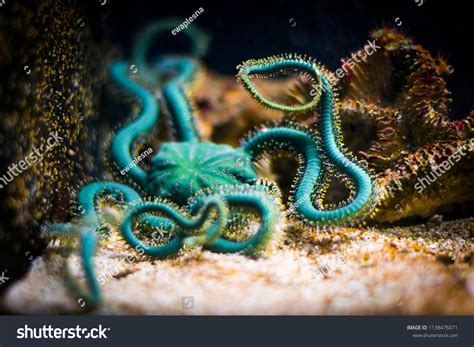 675 Brittle Starfish Images, Stock Photos & Vectors | Shutterstock