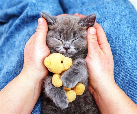 The Health Benefits of Cats Purring | Hartz