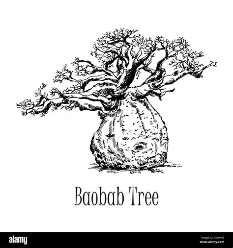 Hand drawn sketch style baobab tree isolated on white background. Vector illustration Stock ...