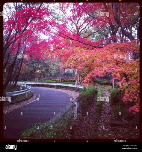 Fall foliage in Japan Stock Photo - Alamy