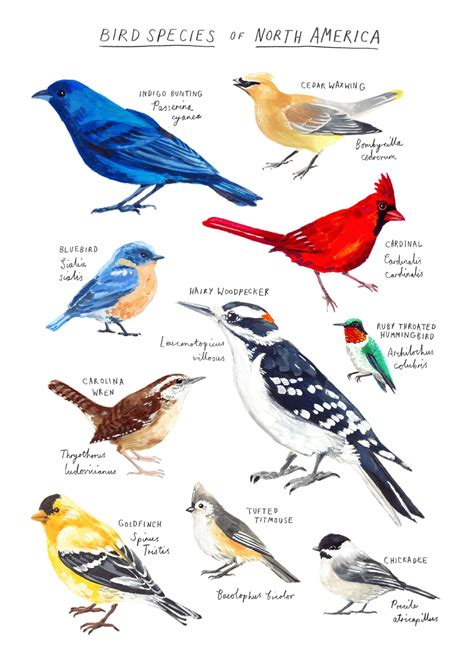 Birds Of North America Poster - Cool Product Critical reviews, Bargains, and purchasing Advice