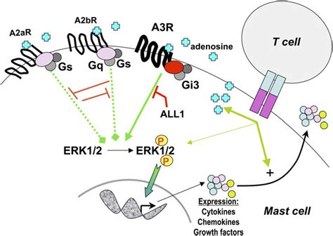 A model depicting the signaling pathways associated with... | Download Scientific Diagram