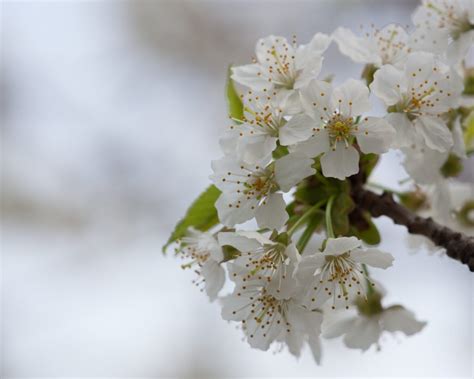 Wild Black Cherry - Prunus Serotina | Deciduous Trees | Cold Stream Farm