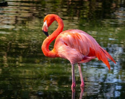 American Flamingo Facts | Caribbean Flamingos