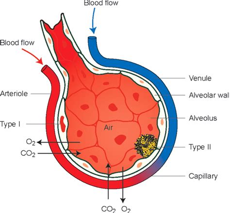 Exchange of gases in lungs tissues diagram