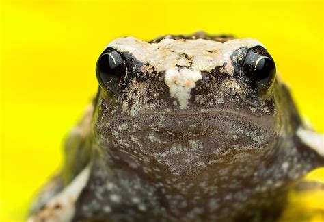 Native Amphibians Of The Philippines - WorldAtlas