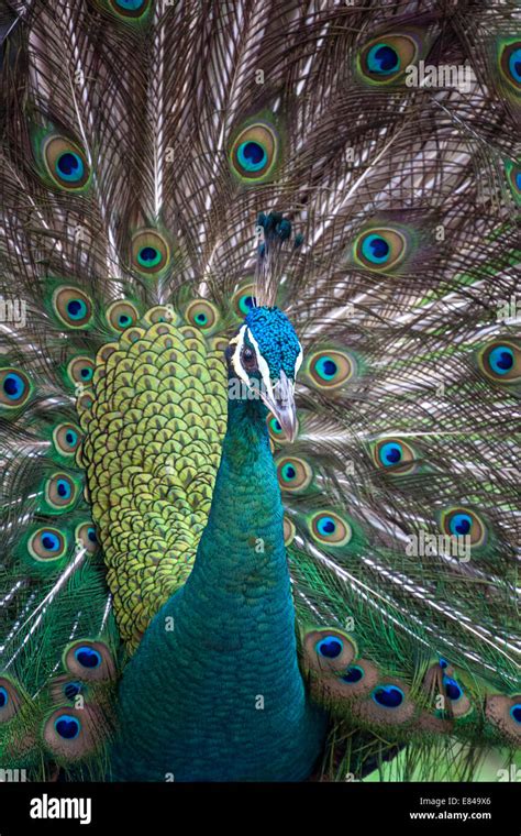 Beautiful Male Peafowl displaying its feathers in India Stock Photo - Alamy